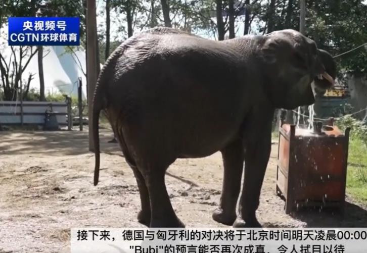 德意志战车再度碾压匈牙利，成功延续了之前的胜利记录，值得一提的是，这场胜利也是在预料之中，因为有人事先准确预测到了比赛的结局。